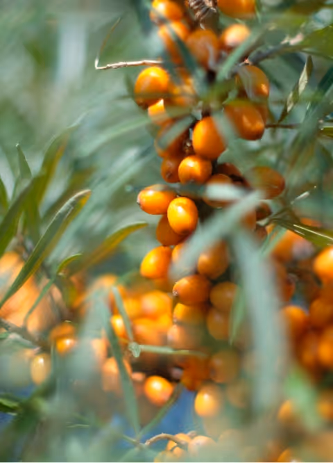 Close-up of orange sea buckthorn berries clustered on green leafy branches.