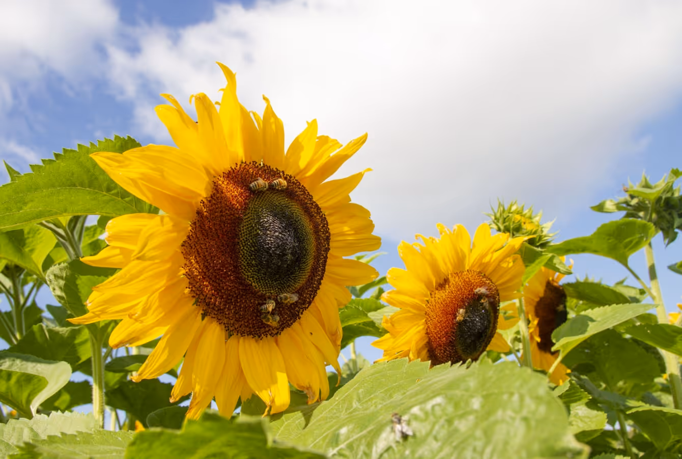 Yellow sunflowers with bees on the petals and seeds under a blue sky with clouds.