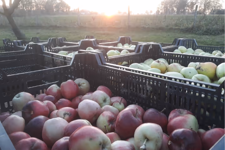 Crates filled with red and green apples outdoors at sunset near a fence and trees.