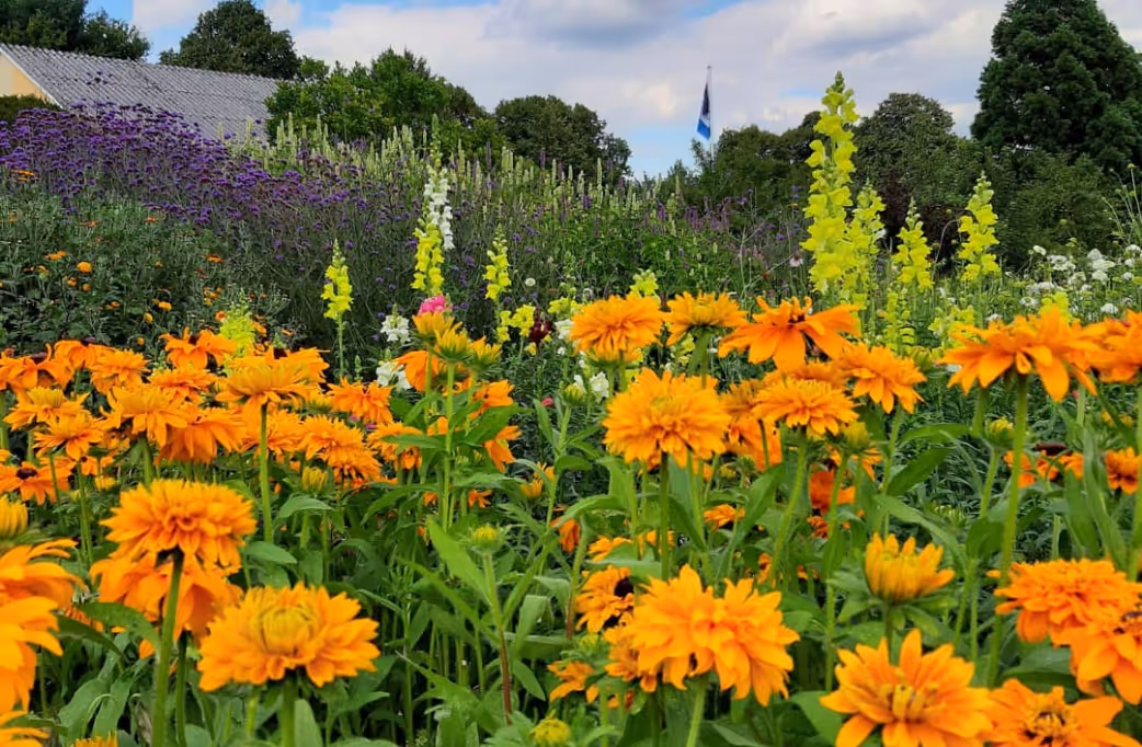 Field of vibrant yellow-orange flowers with purple, white, and yellow flowers in background under blue sky.