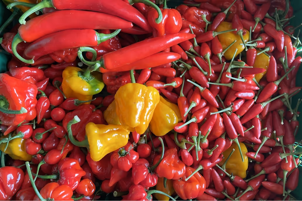 Variety of fresh red and yellow chili peppers piled together with green stems visible.