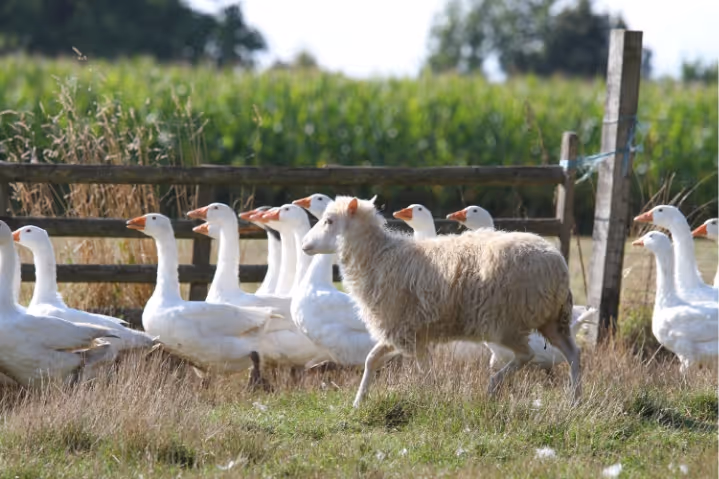 White sheep walking among a group of white geese near a wooden fence in a field.