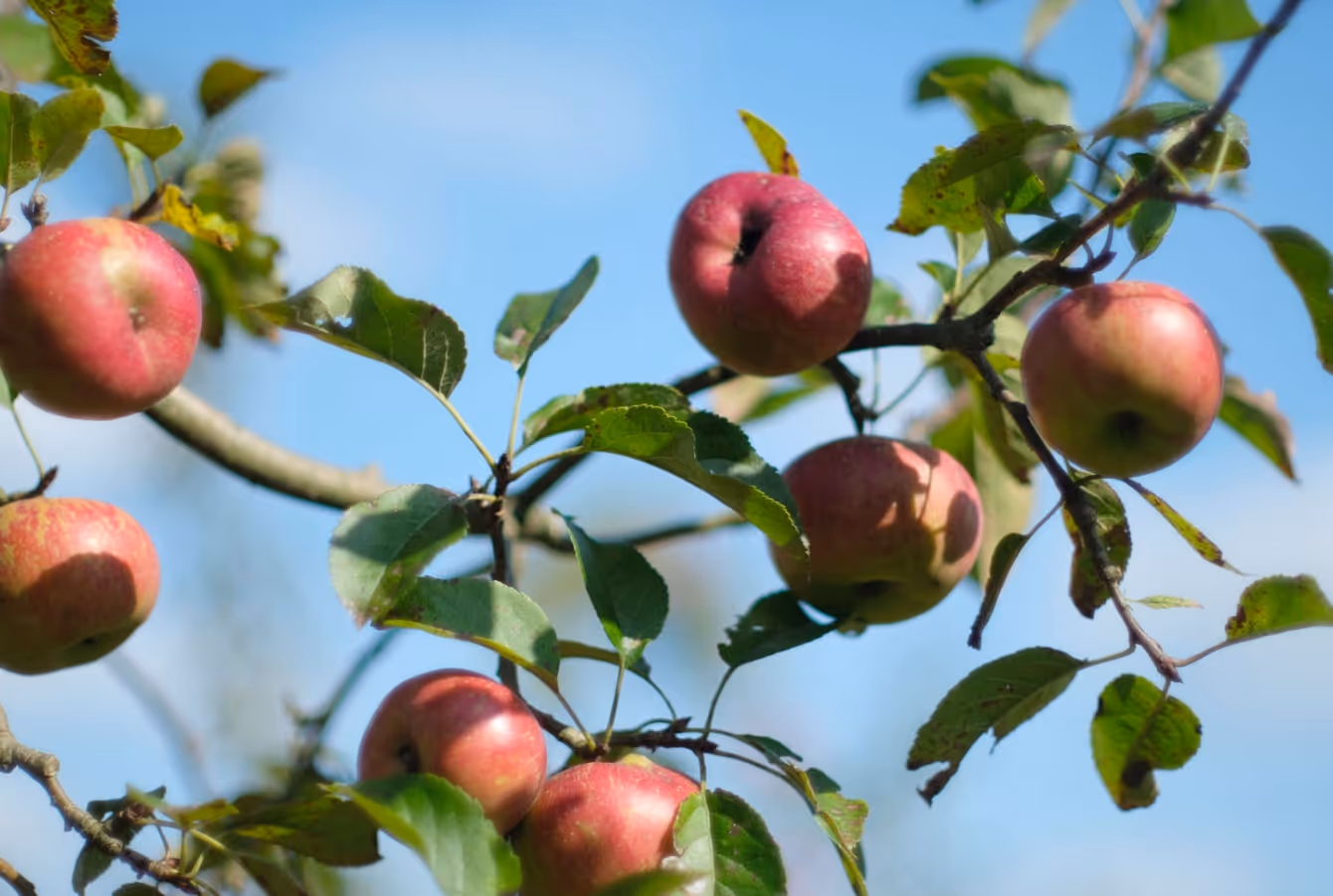 Red apples hanging on leafy branches against a clear blue sky background.