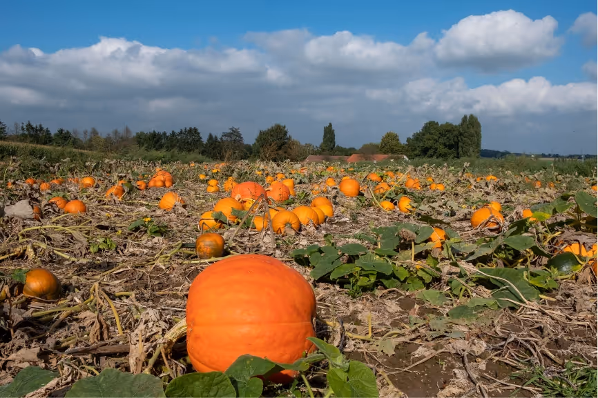 Field filled with orange pumpkins, green leaves, and a blue sky with scattered clouds above.