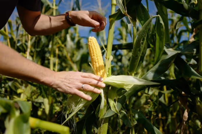 Person harvesting ripe yellow corn on the stalk in a green cornfield under a clear blue sky.
