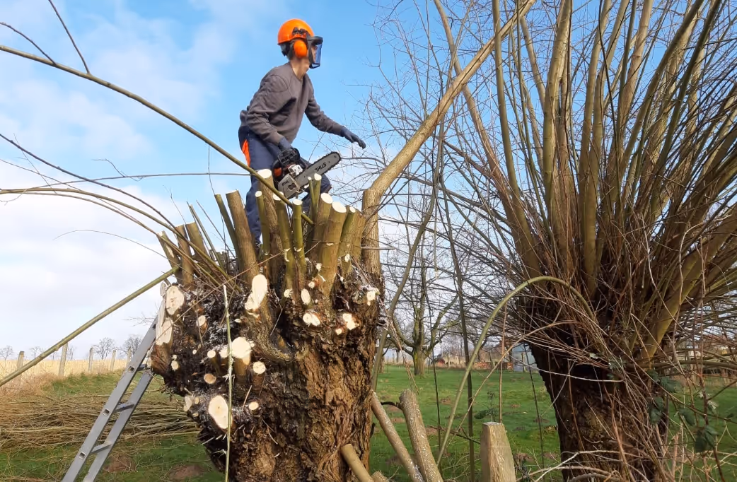 Person wearing protective gear standing on large pruned tree stump holding a chainsaw outdoors.