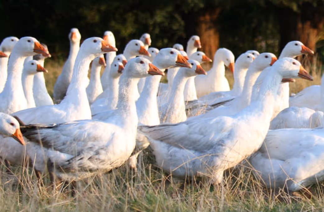 A flock of white geese standing closely together on grass in a natural outdoor setting.