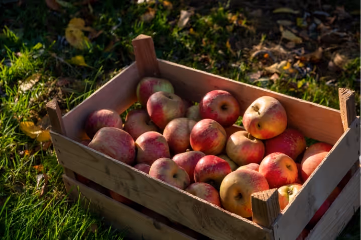 Wooden crate filled with red and yellow apples sitting on grass with fallen leaves.