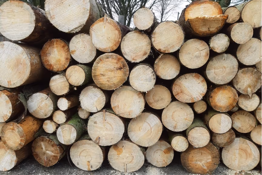 Stack of cut tree logs showing circular growth rings on the ends in an outdoor setting.