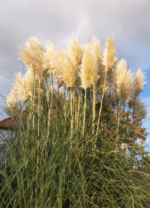 Tall green grass with beige fluffy plumes under cloudy blue sky and a glimpse of a red-roofed building.