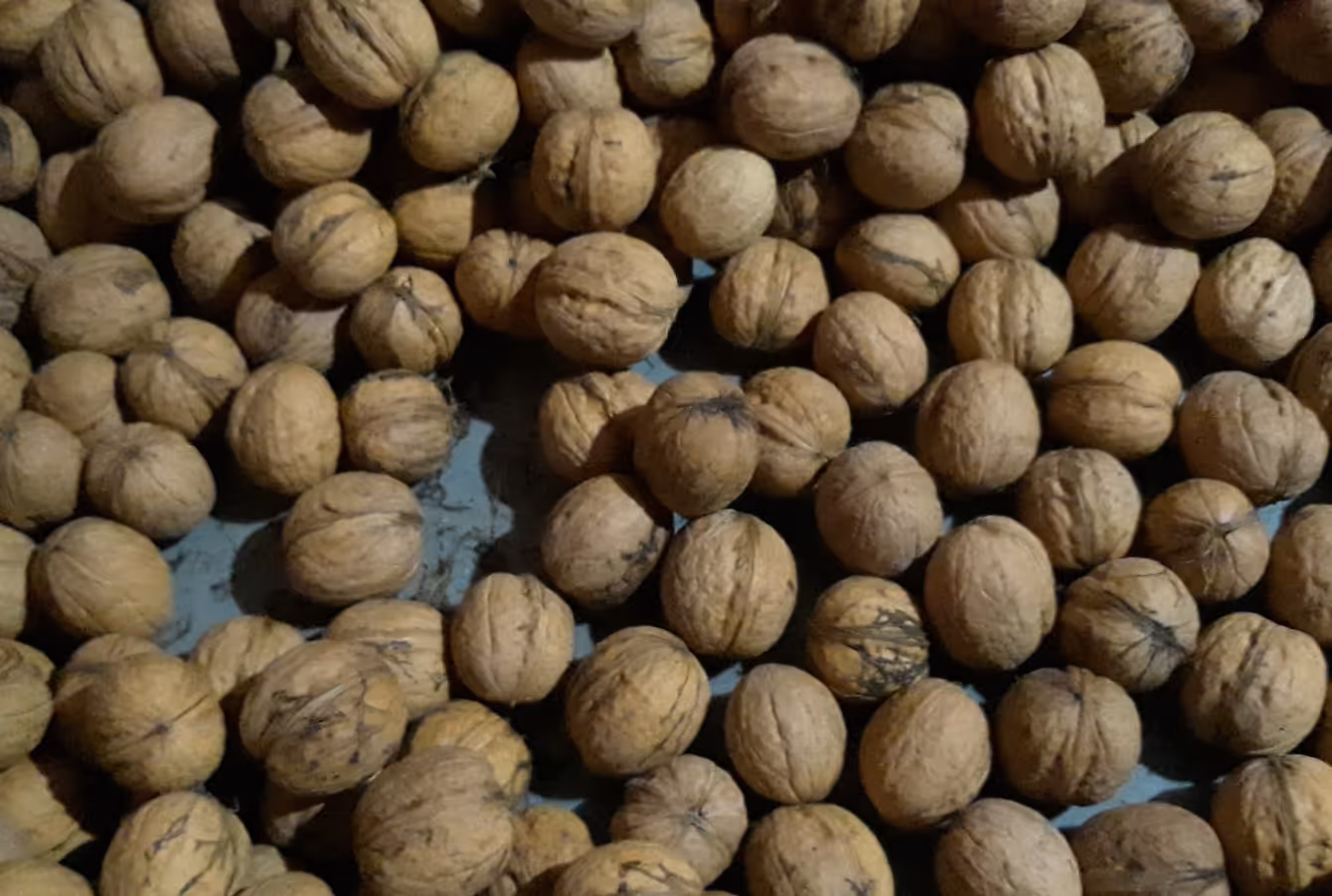 Close-up of many whole walnuts with textured brown shells scattered on a surface.