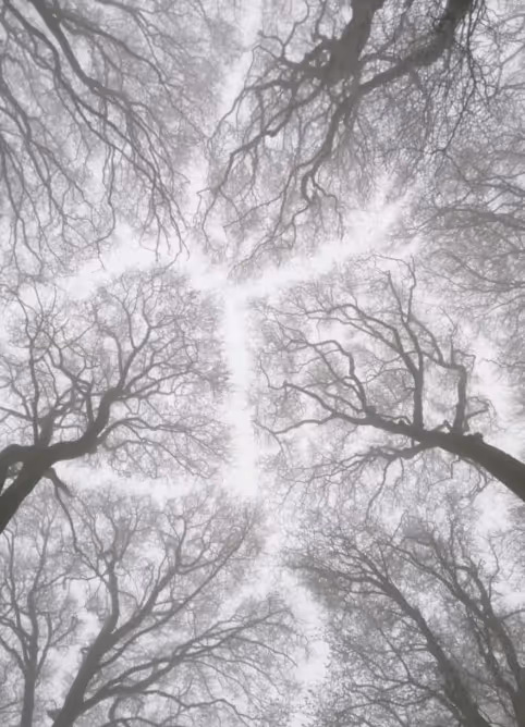 View looking up at tall leafless trees with twisting branches against a pale sky.