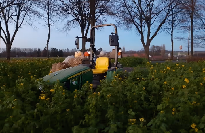 Green tractor with yellow seat in a field of tall green plants with small yellow flowers, trees in background.
