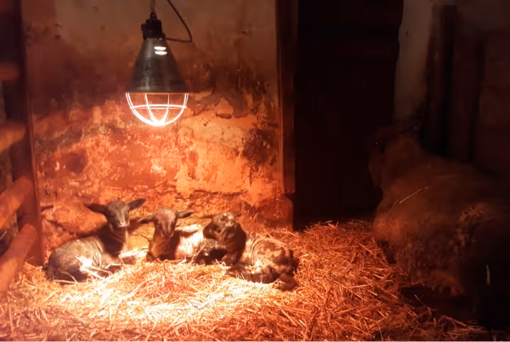 Three young lambs lying on straw under a heat lamp in a barn next to a larger sheep.