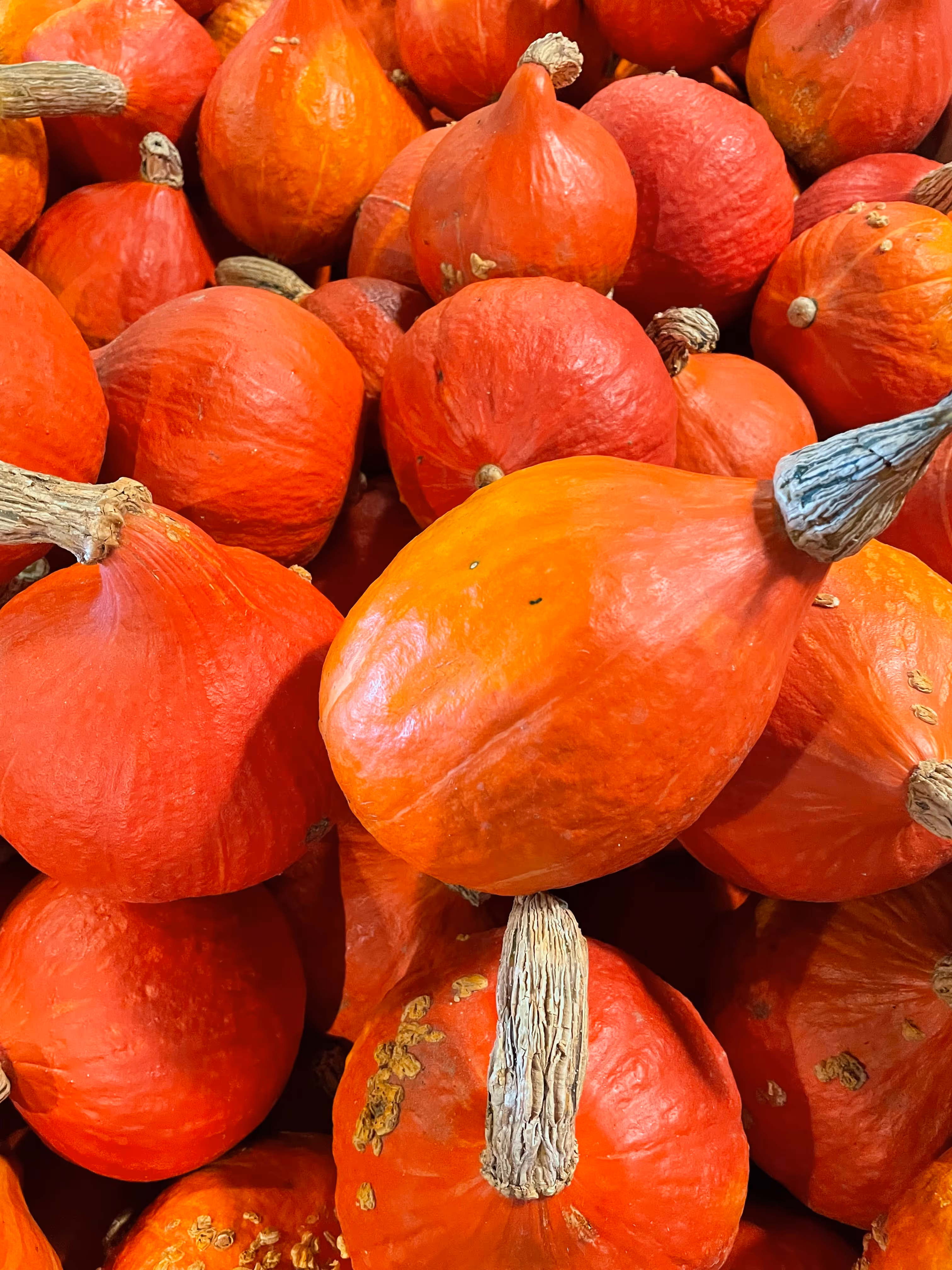 A pile of bright orange pumpkins with tan stems closely stacked together.