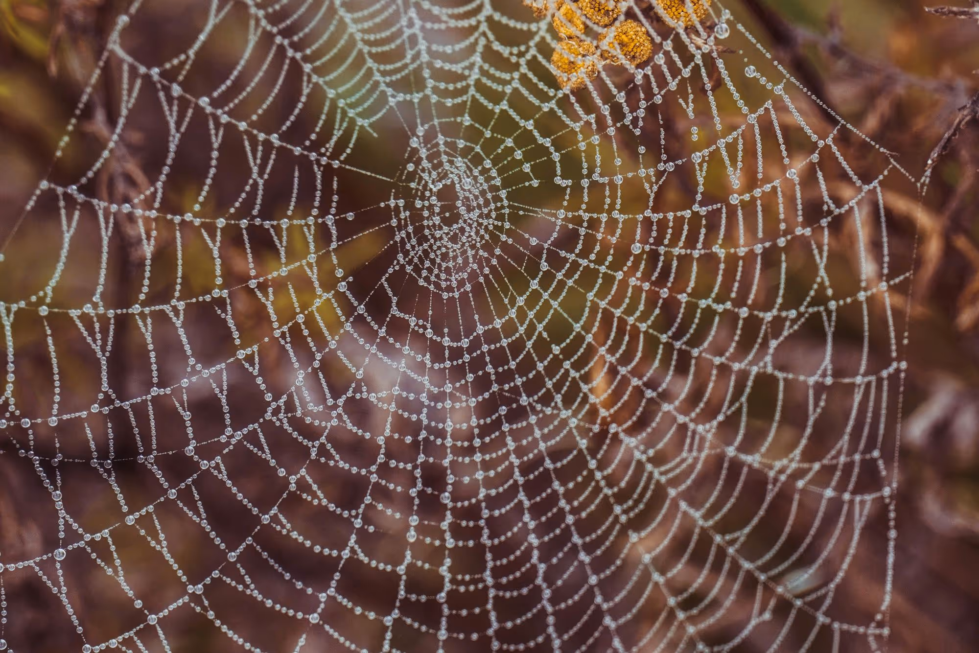 Pest Control in Cleanrooms