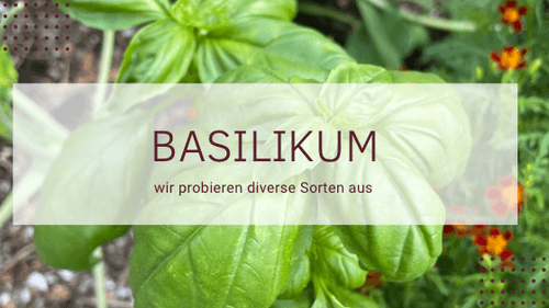 Unser Basilikum