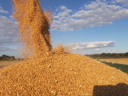 Weizenernte 2022 auf dem Hof Möller