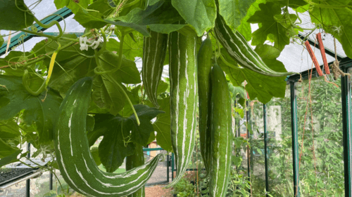 Chinesische Schlangenhaargurke (Trichosanthes cucumeria)