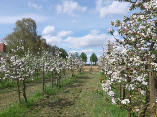 Die Obstblüte leidet...