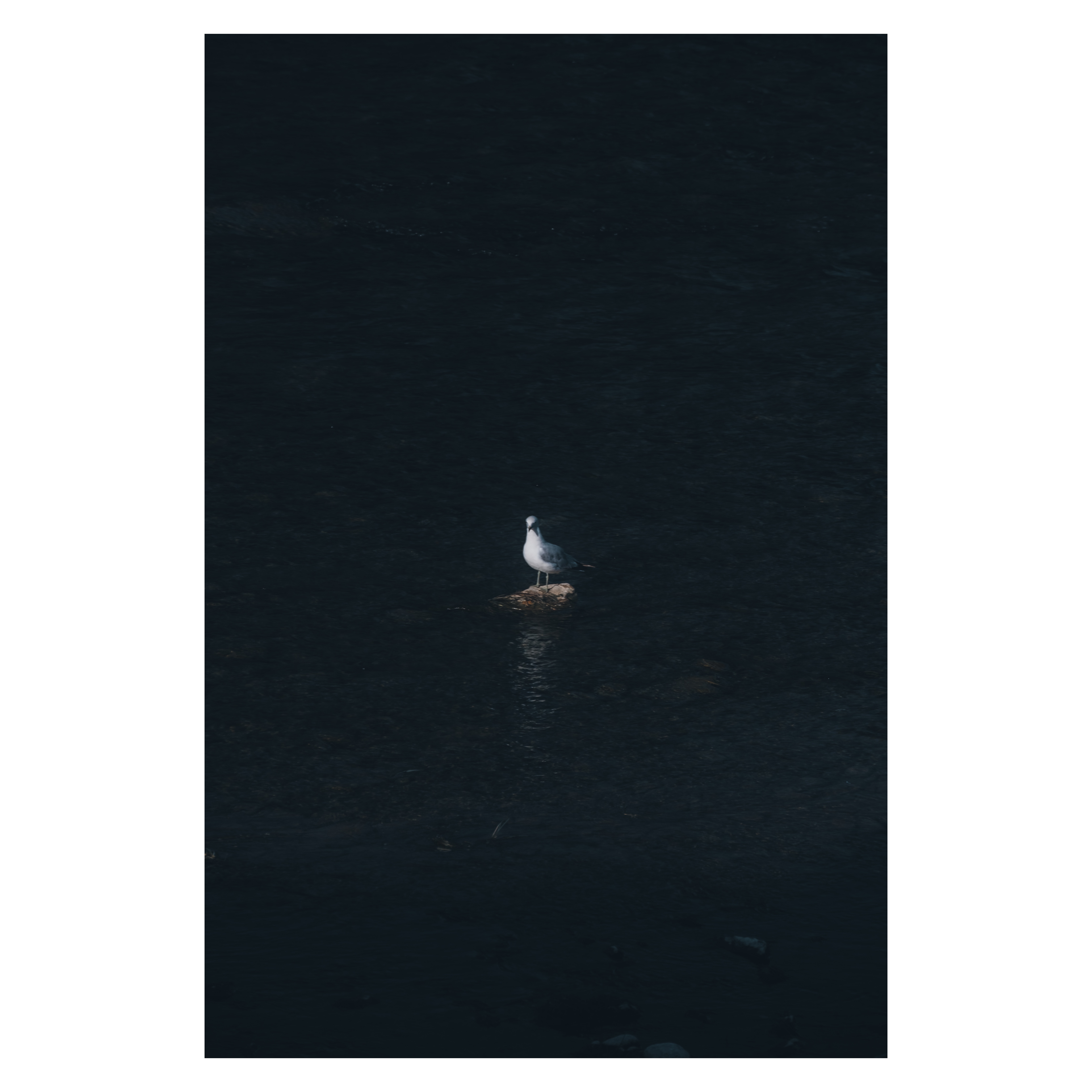 Seagulls by the river