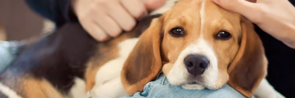 Friends of the Georgetown Animal Shelter