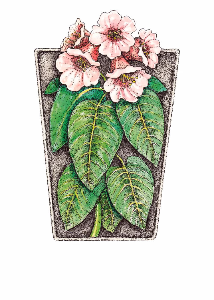 Lakewold Gardens logo