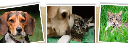 Virginia Federation of Humane Societies header image