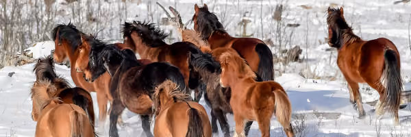 Help Alberta Wildies Society