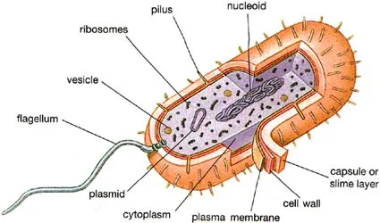 The ultrastructure of a microfibre