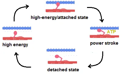 Actin-myosin cross-bridge formation cycle