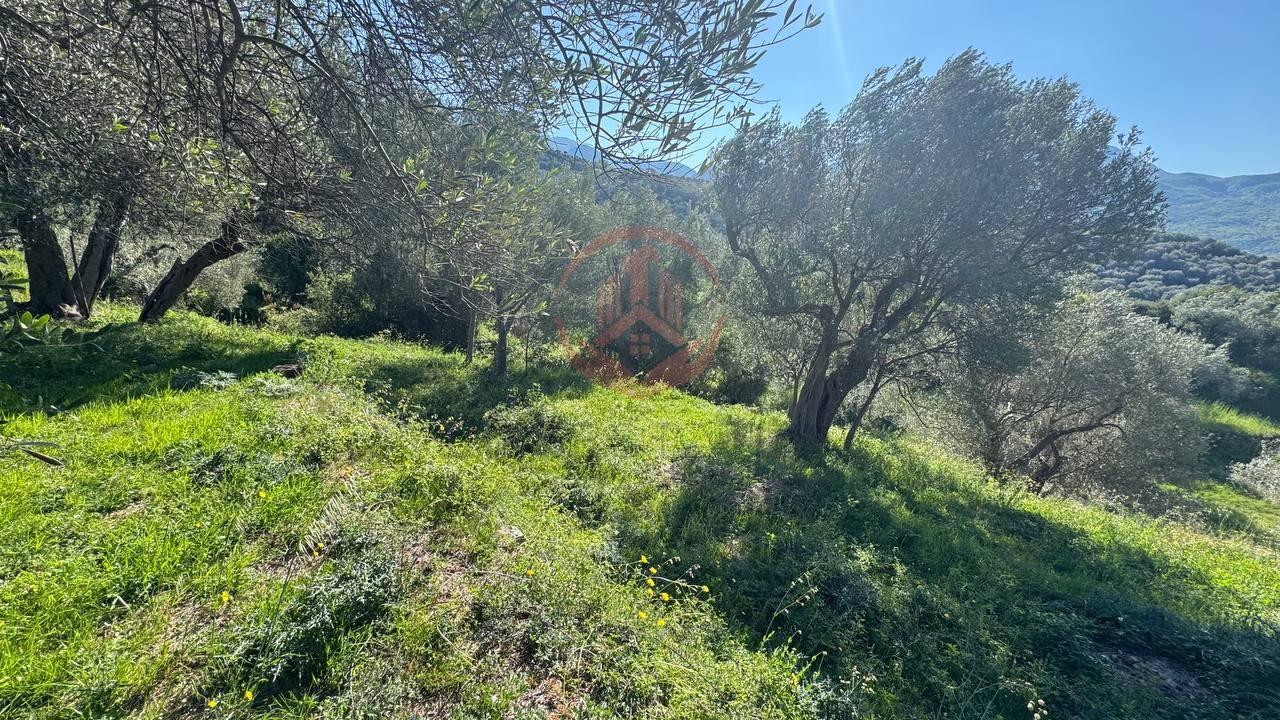 Na prodaju zemljište - maslinjak u Baru površine | BR-V-001