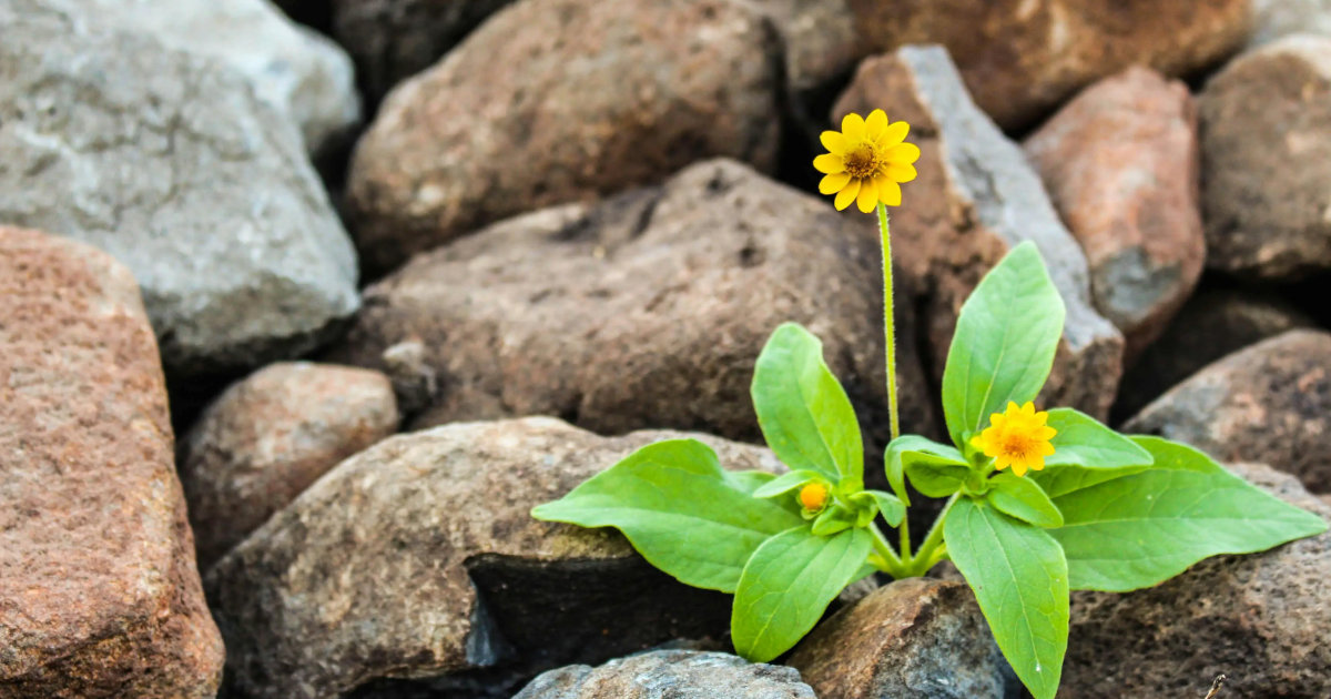 Healing From Within: Understanding and Addressing Trauma Responses