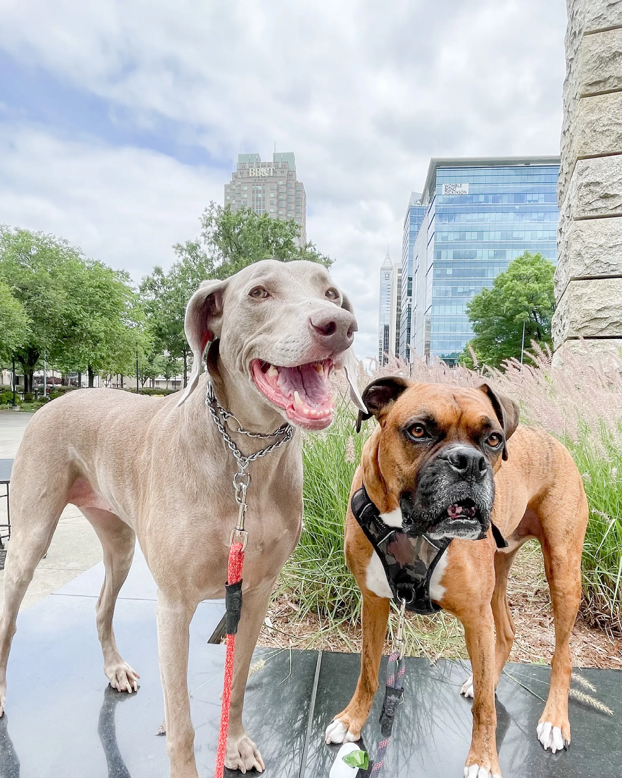 Our namesakes Annabel, a weimaraner, and Porter, a boxer stand on the filled fountain at the Martin Marietta Center for the Performing Arts with the Raleigh skyline in the background.