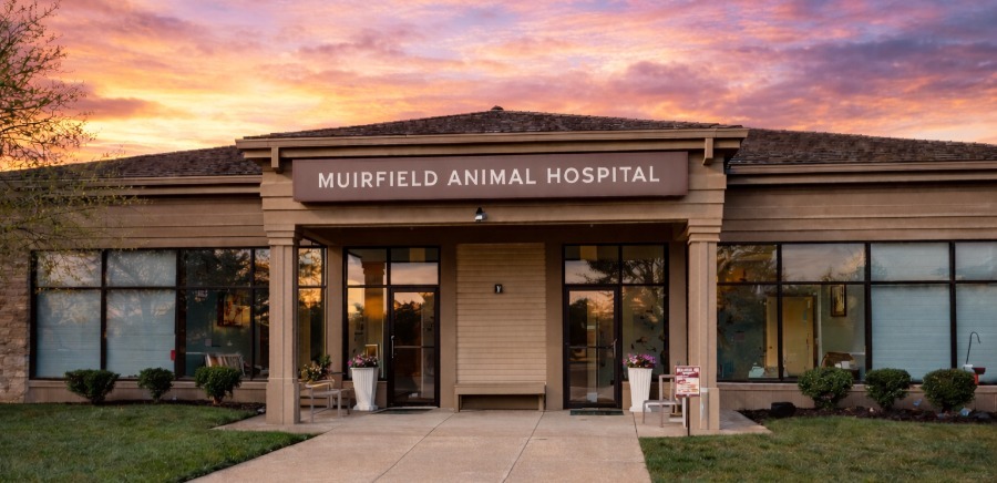 Grace - Registered Veterinary Technician, Muirfield Animal Hospital, Dublin, Ohio