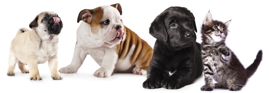 puppies and kittens