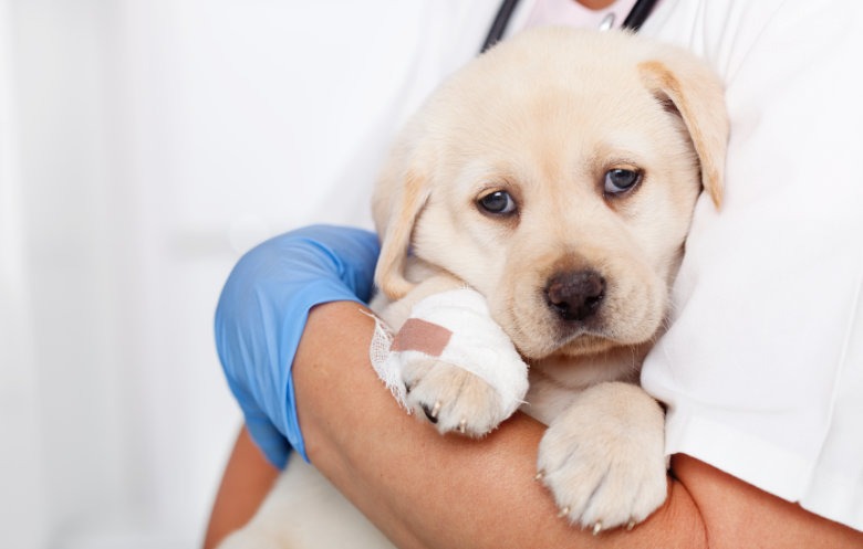 Puppy with a bandaged paw being held during urgent care treatment