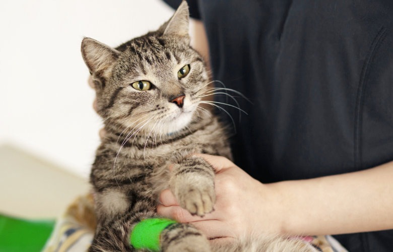 Cat being held gently by a veterinary professional