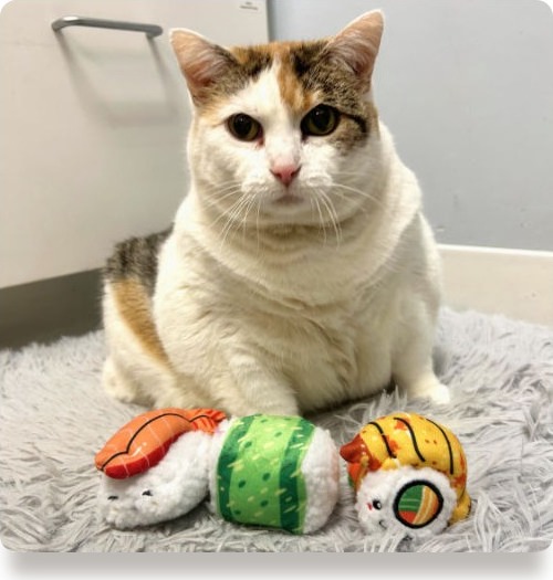 Callie, the resident cat and Queen of Muirfield Animal Hospital, sitting with her sushi toys