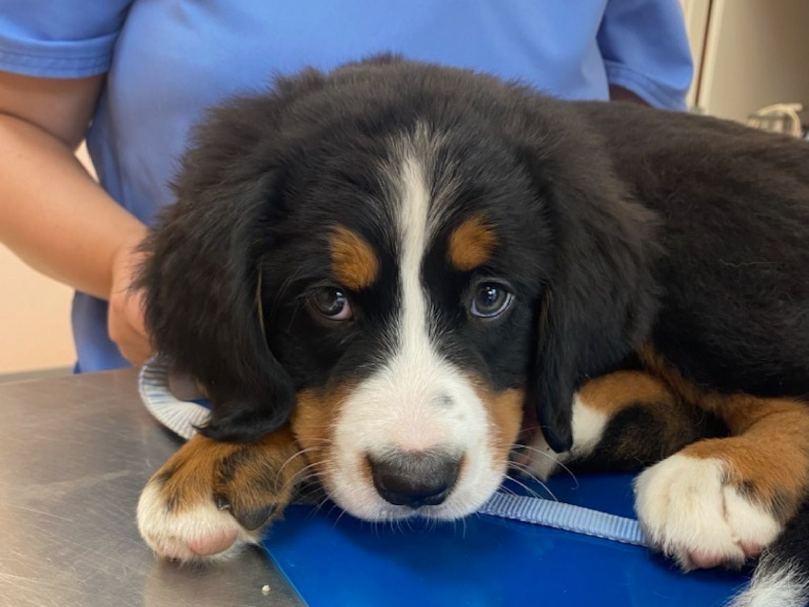 Puppy with a bandaged paw being held during urgent care treatment