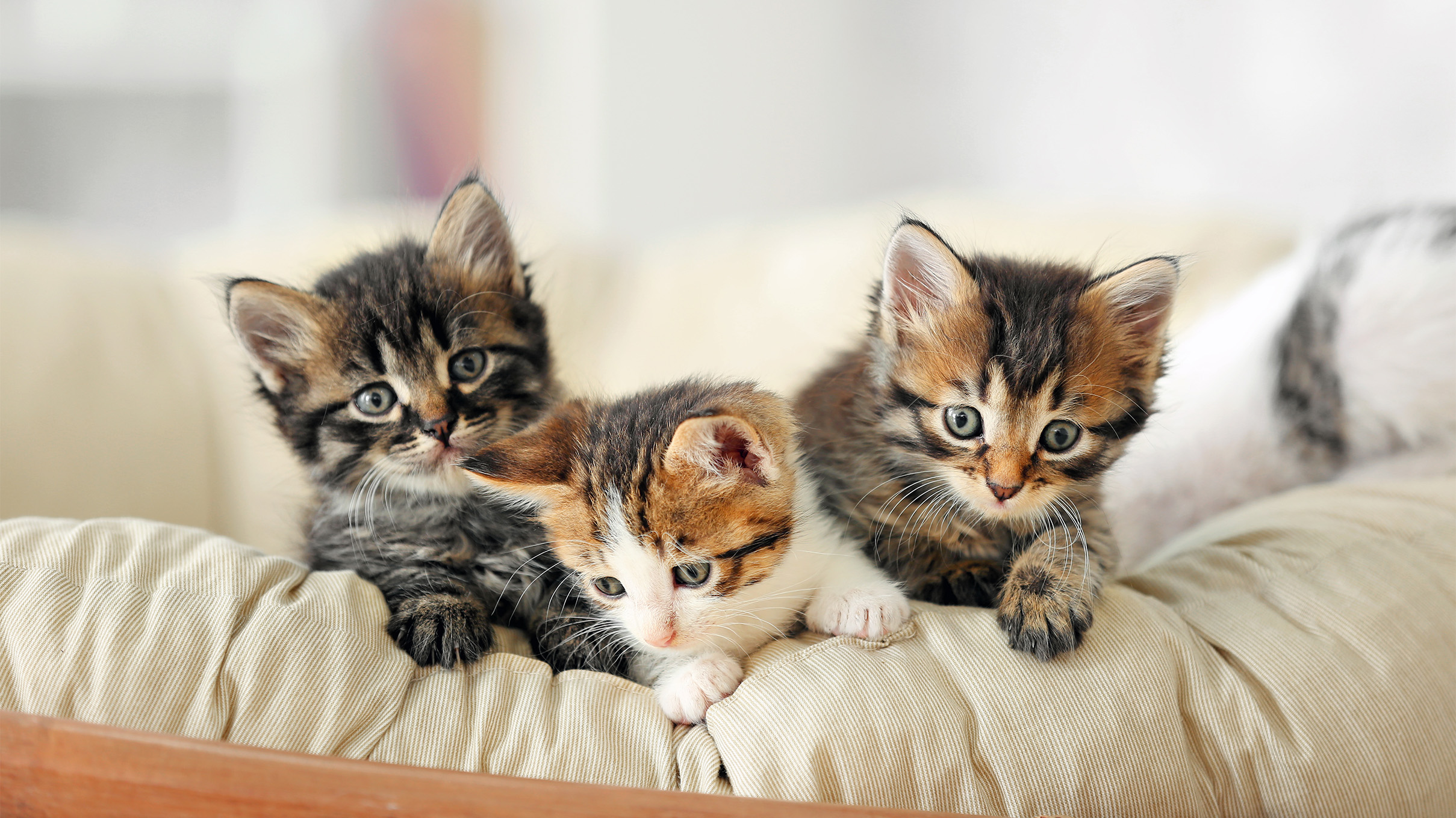 New Kitten Checklist