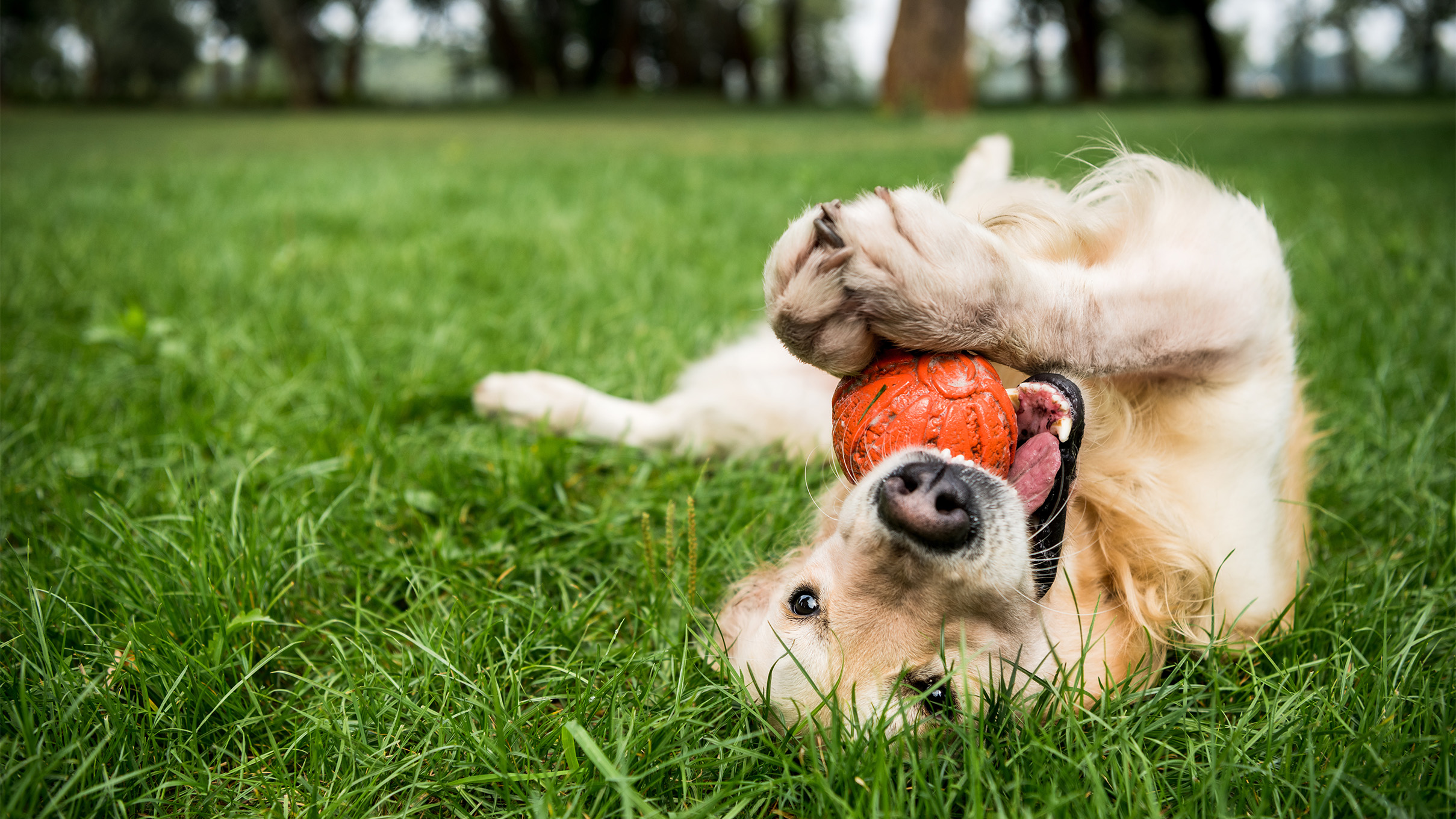 Why Your Dog Might be Aggressive Around Strangers