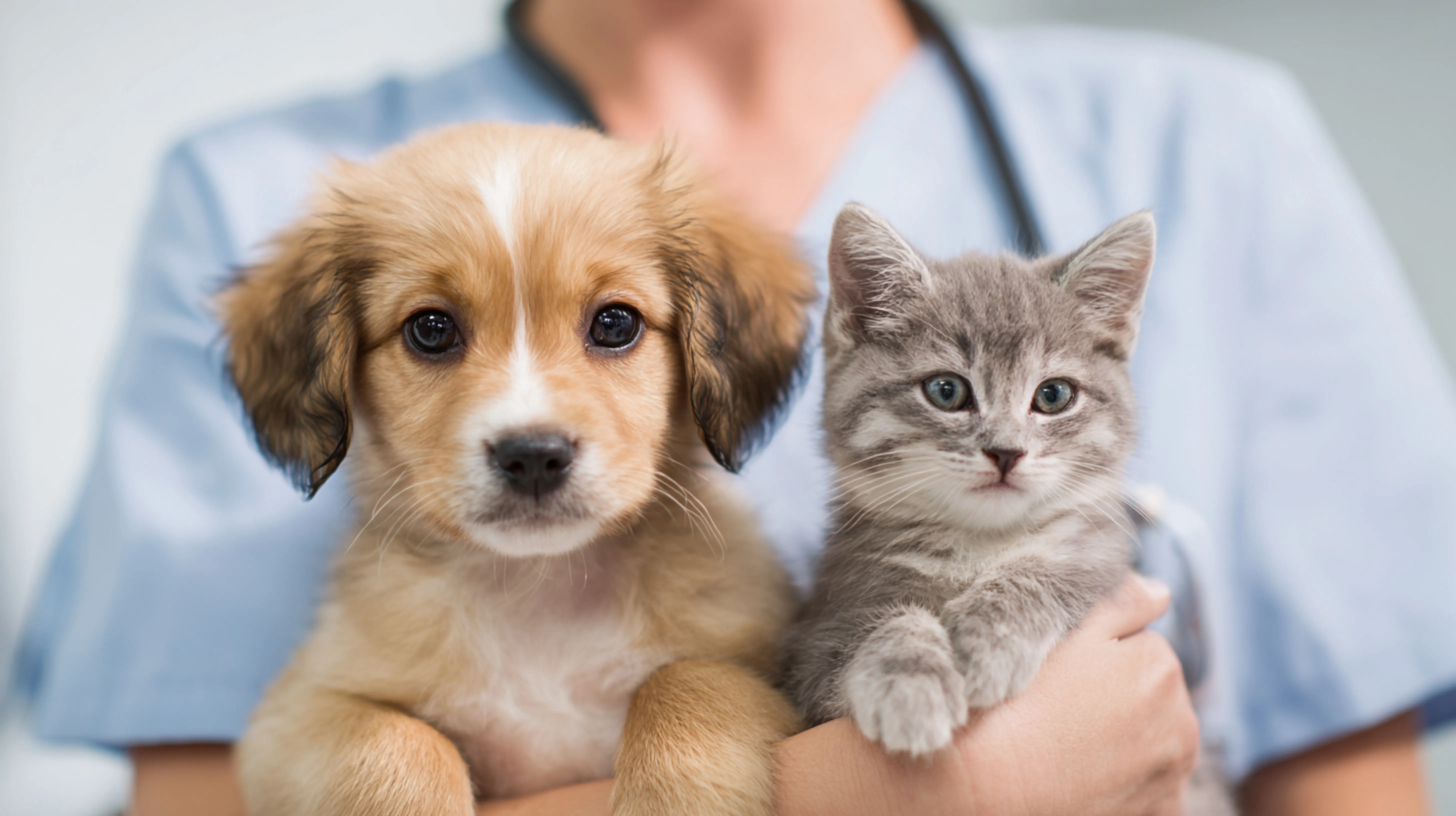 Wellness Visits