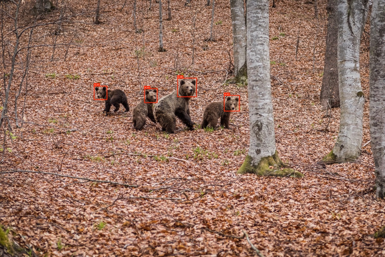 AI for Bears