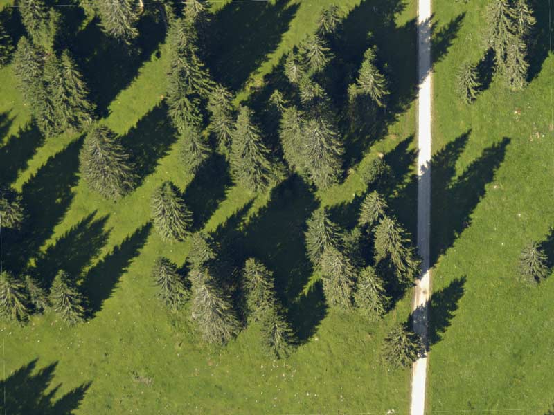 franche comté sapins