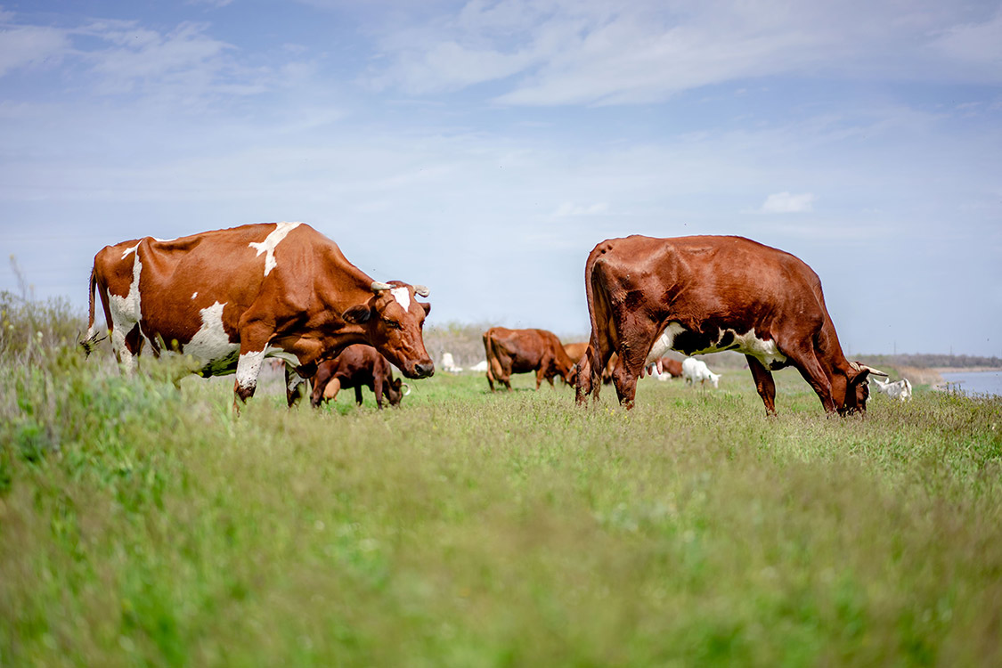 Livestock Cows AF Group BMR