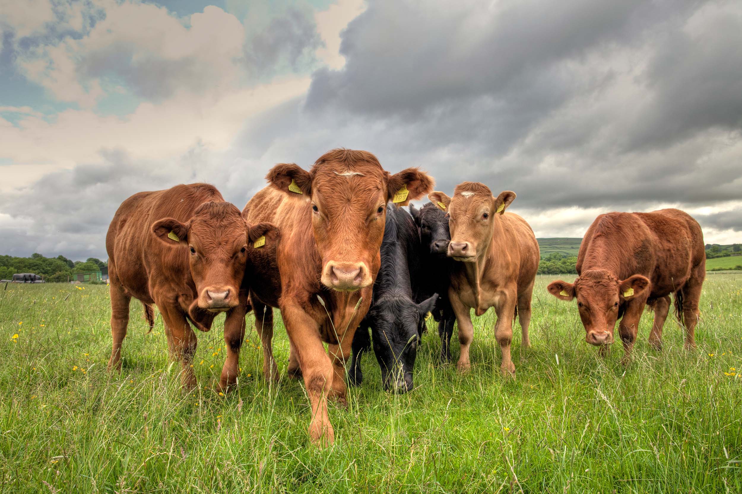 Livestock Cows AF Group BMR