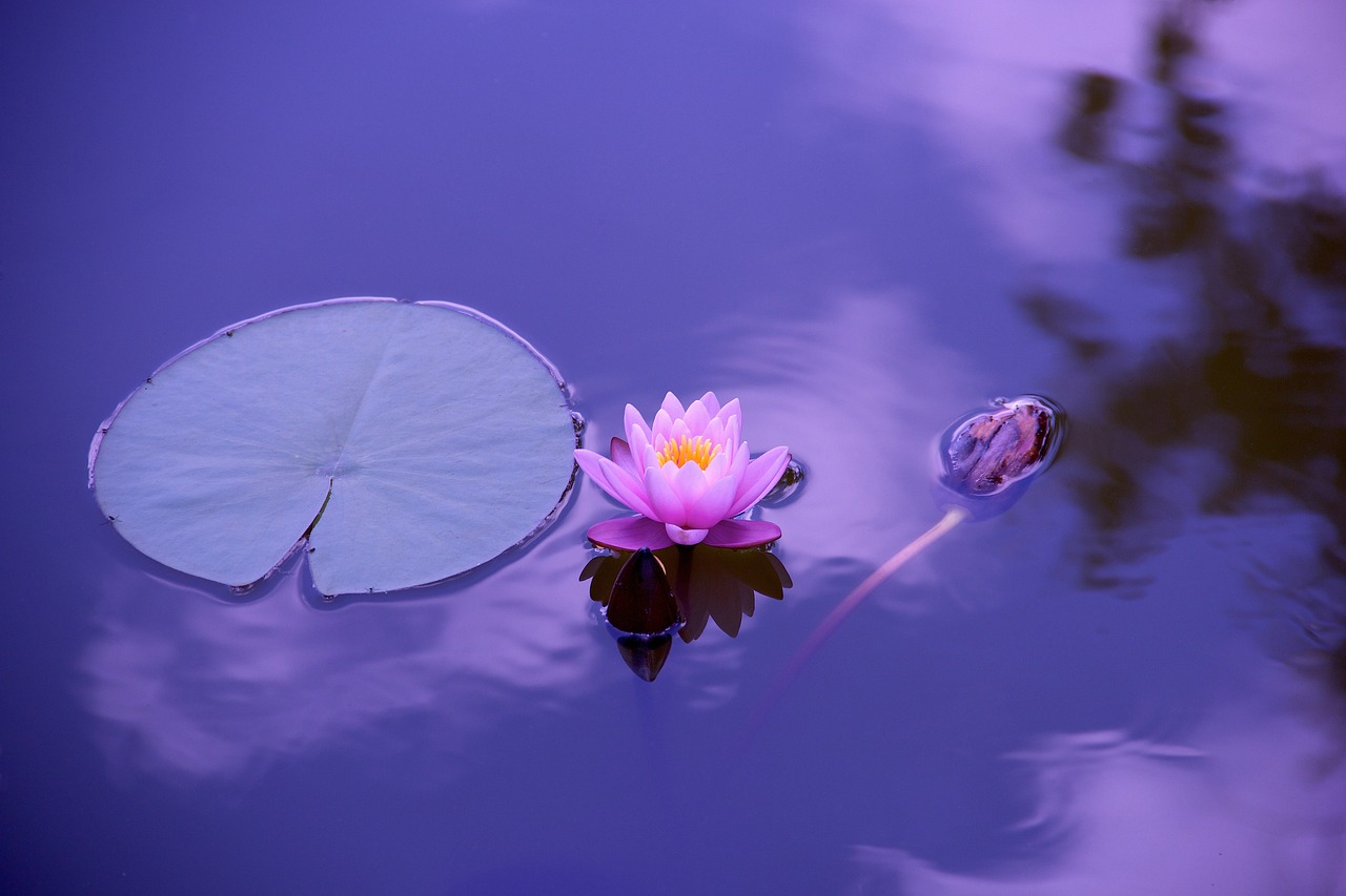 Pilates - Yoga - Méditation - Mardi 16 Avril 19h