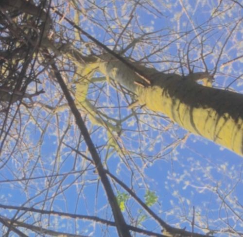 winter trees and blue sky from below gazing up