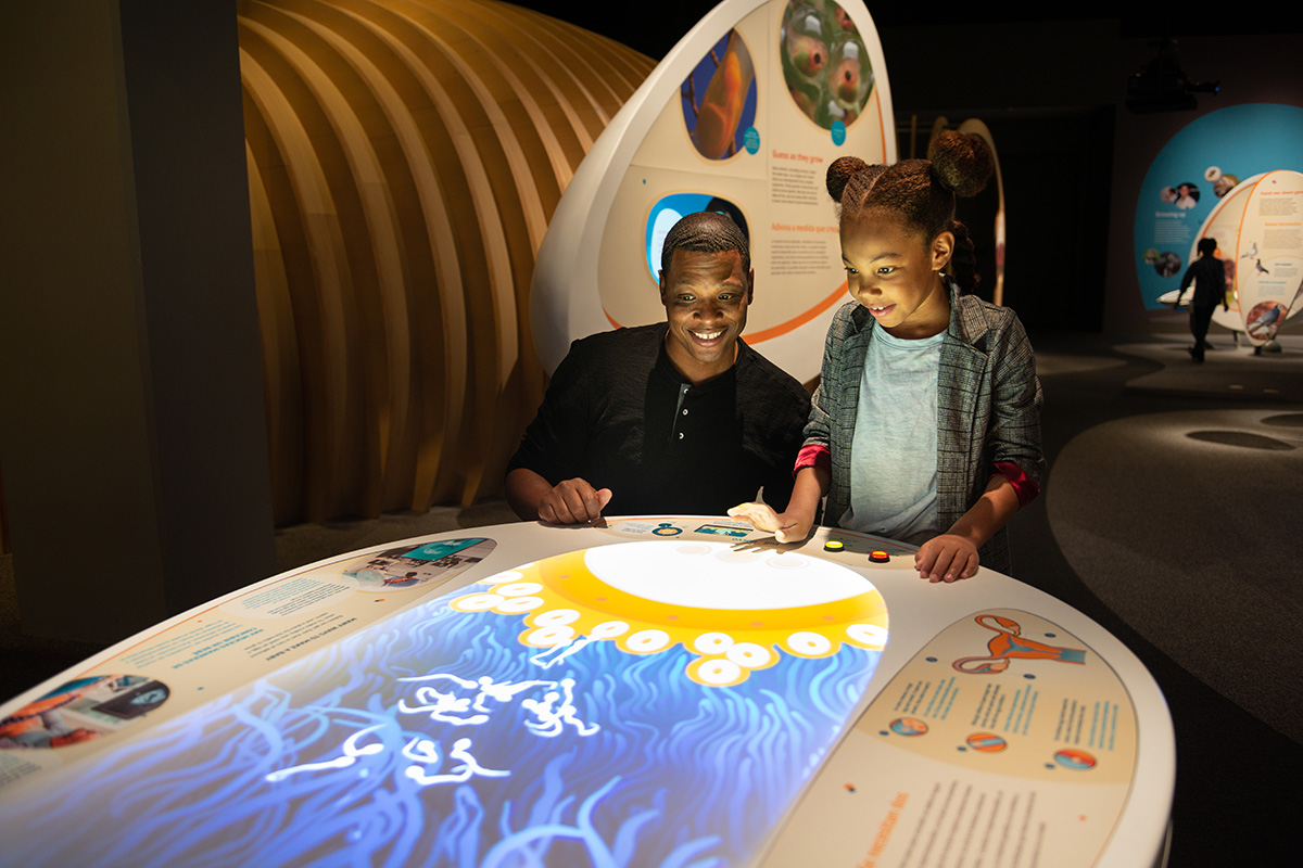 The It Takes Two interactive in the Life! Beginnings Exhibit at the California Science Center